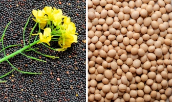 Льготные условия для экспорта рапса