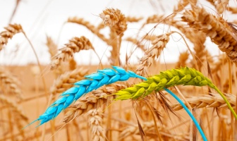 Украина сократила экспорт зерновых – около 10 млн тонн