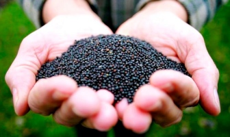 Популярність ріпаку на ринку олійних в ЕС зростає