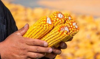 USDA резко повысил прогнозы урожая кукурузы для Китая и США