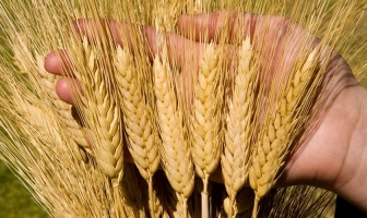 Турция продолжает активно импортировать украинскую сельхозпродукцию