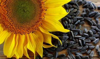 Динамика цен на подсолнечник в Украине – цена меняется очень быстро