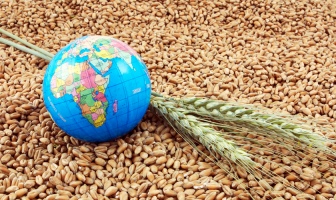 Імпорт пшениці до Єгипту останнім часом зменшився