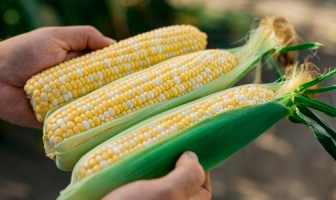 Українським експортерам необхідно знайти нові шляхи для збуту 11 млн. тонн кукурудзи
