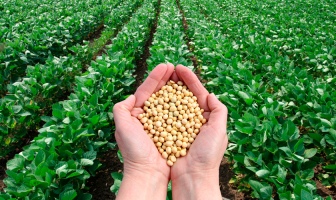 Туреччина демонструє рекордні обсяги імпорту сої