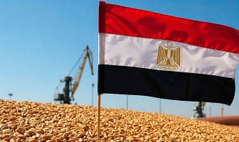 Очікується істотне зростання врожаю пшениці в Єгипті та скорочення імпорту