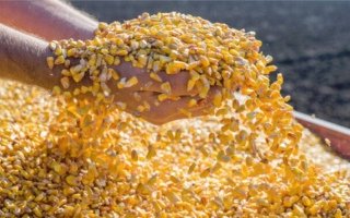 Новый урожай украинской кукурузы может замедлить темпы экспорта пшеницы