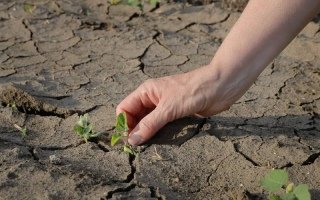 Грунтова посуха в Україні і сівба озимих