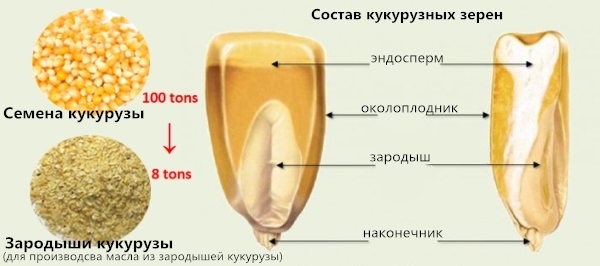 строение зерна кукурузы