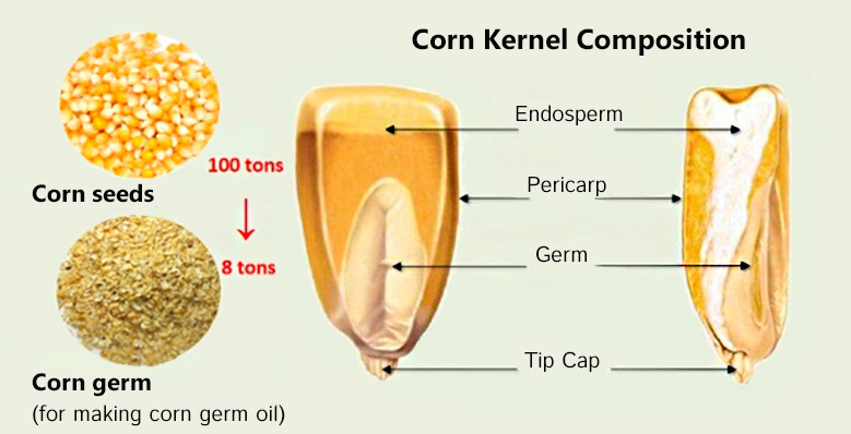 structure of corn grain