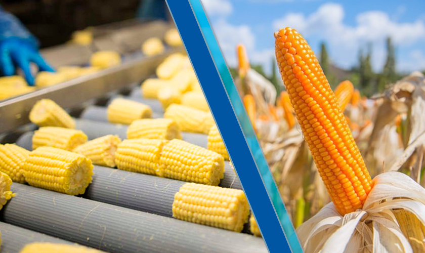 продукты переработки кукурузы