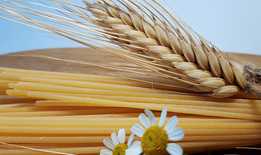 выращивание твердой пшеницы