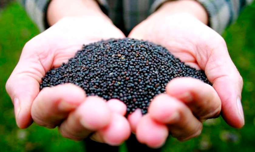 выращивание рапса