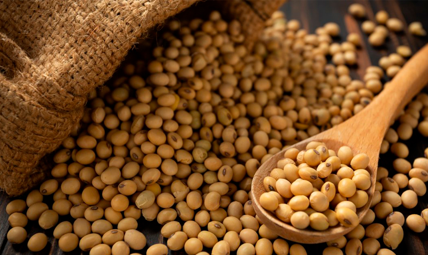 экспорт сои