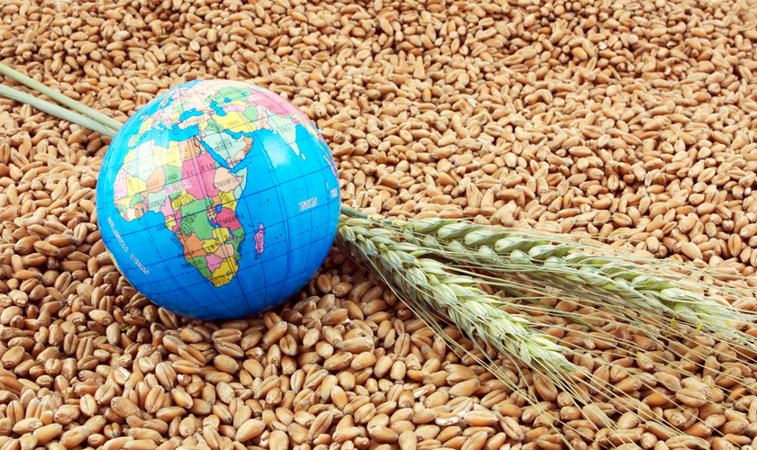 импорт пшеницы