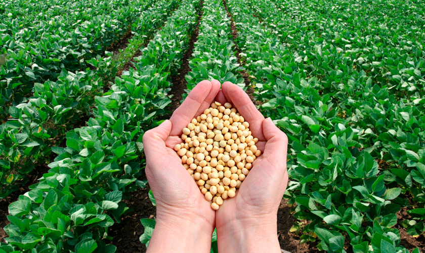 экспорт сои