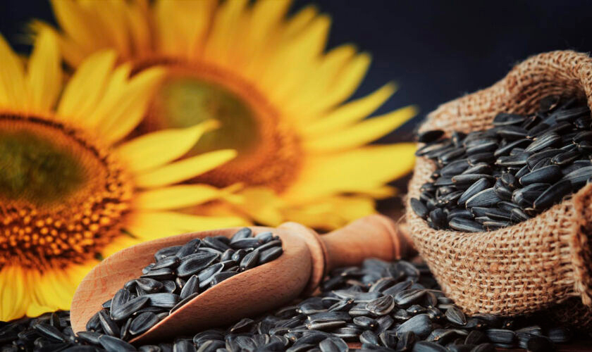 аргентинський соняшник