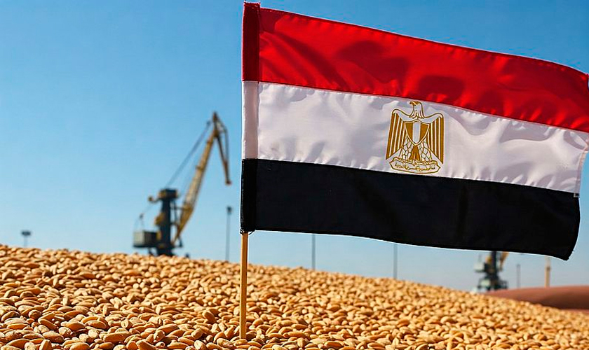 зростання врожаю пшениці в Єгипті