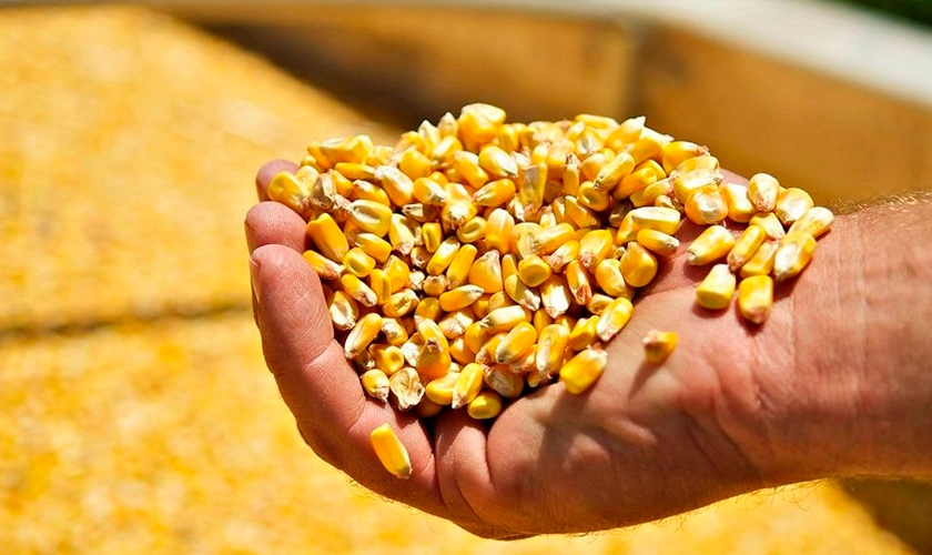 імпорт кукурудзи