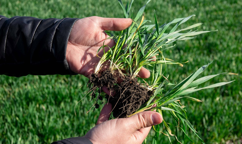 посев яровых культур 2026