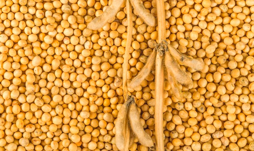 соеперерабатывающий завод