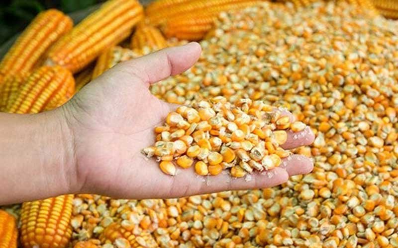 обмолот кукурузы